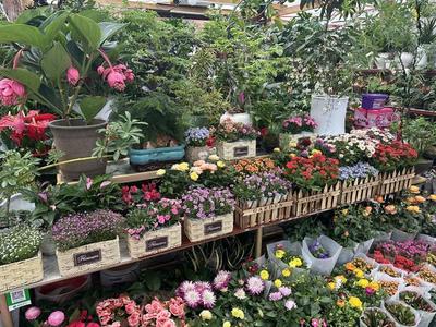 春风有信花为礼，妇女节鲜花销售持续升温